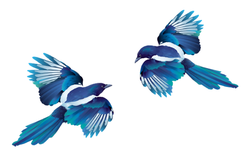 Illustration of 2 Ferg and Harris magpies facing each other